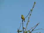 SX18752 Singing Greenfinch (Carduelis chloris) in tree.jpg